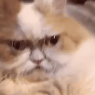 😤 gato, persa, enojado, felino, mascota, animal, meme whatsapp sticker