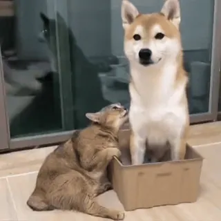 🐾 猫, 狗, 宠物, 动物, 盒子, 柴犬, 可爱 telegram sticker