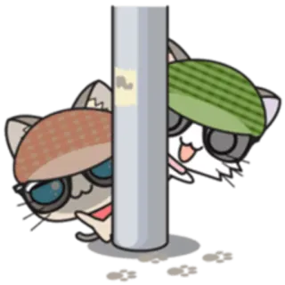 😎 cat, sunglasses, cute, animal, sticker whatsapp sticker