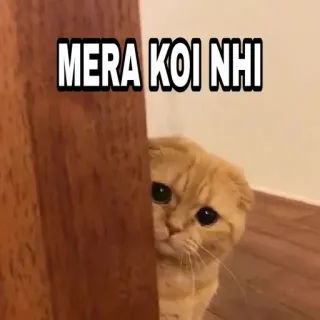 🍁 MERA KOI NHI Katze, traurig, einsam, Hindi, Meme, Haustier, süß telegram sticker