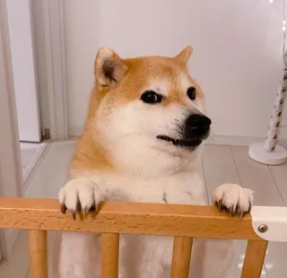 🐗 dog, shiba inu, cute, animal, pet, funny telegram sticker