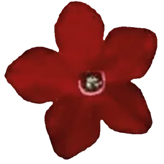 🌹