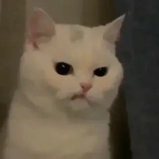 🤨 cat, animal, white cat, cute, pet telegram sticker