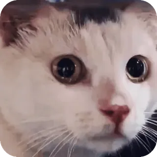 🥺 cat telegram sticker
