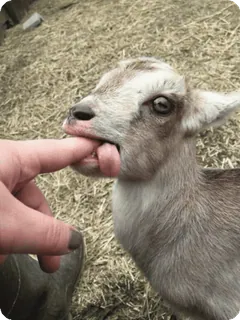 😛 ヤギ, 動物, 農場, 可愛い, 子ヤギ telegram sticker
