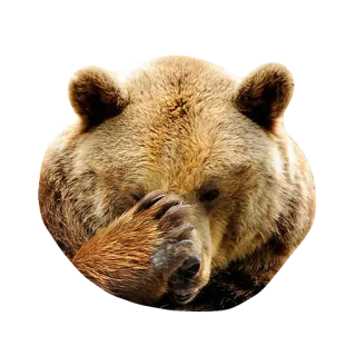 😕 bear, animal, facepalm, meme, brown bear telegram sticker