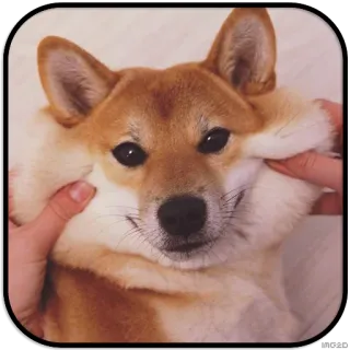 🙂 dog, shiba inu, cute, funny, pet telegram sticker