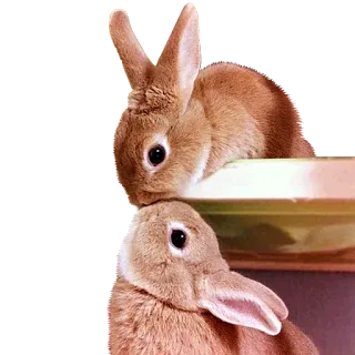 😘 conejo, conejo, animales, mascotas, lindo, animales domésticos telegram sticker