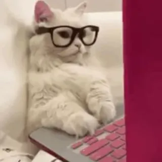 ⚡️ gato, gafas, ordenador, portátil, escribiendo, divertido, animal, mascota telegram sticker