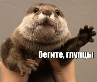 🏃‍♀️ бегите, глупцы otter, animal, meme, funny, russian telegram sticker