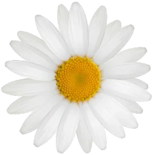 🌼 fiore, margherita, bianco, petalo, natura, pianta whatsapp sticker