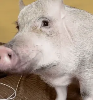 🐷 porco, animal, animal de estimação, fofo, animal de fazenda, mini porco, animal doméstico whatsapp sticker