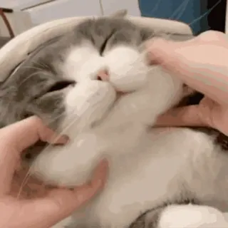 🐱 cat, pet, animal, cute, domestic, feline whatsapp sticker