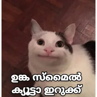 😂 ഉക്ക സ്റ്റൈൽ ക്യൂട്ടാ ഇറുക്ക് cat, funny, meme, animal telegram sticker
