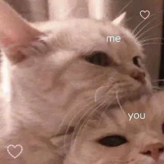 ♥️ me you gatos, amor, relaciones, lindo, animales, meme telegram sticker