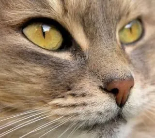 🙄 cat, pet, animal, feline, domestic cat, close-up, portrait telegram sticker