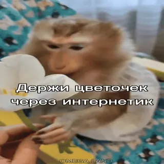 🐵 Держи цветочек через интернетик mono, flor, internet, meme, animal, lindo, orquídea whatsapp sticker
