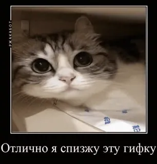 @kockrland cat whatsapp stickers