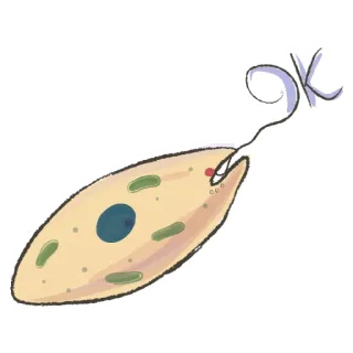 👌 OK organismo, célula, biología, microscópico, ciencia, protozoos whatsapp sticker