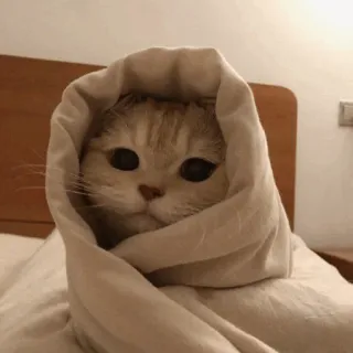 ❄️ gatto, coperta, carino, animale domestico, animale, avvolto telegram sticker