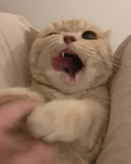 😻 gato, animal, animal de estimação, animal doméstico, lambendo, engraçado, fofo telegram sticker