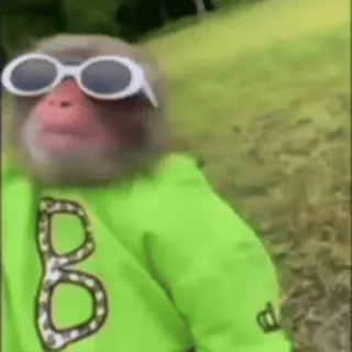 🤩 B monkey, glasses, clothing, animal, mammal whatsapp sticker