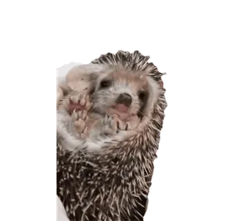 🥱 landak, lucu, binatang, mamalia, hewan peliharaan, satwa liar telegram sticker