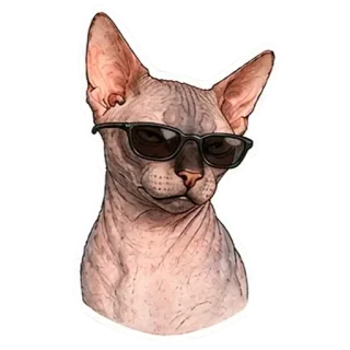 😎 Sphynx cat telegram sticker