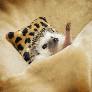 🦔 egel, dier, schattig, huisdier, zoogdier telegram sticker