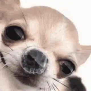 собачкинсы @suddenl0v3 telegram stickers