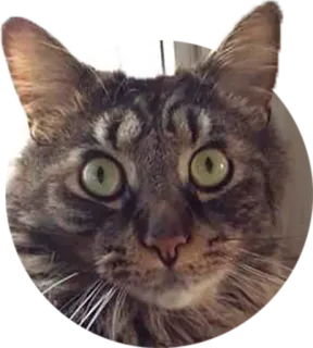 😦 cat, animal, pet, domestic cat, close up, portrait telegram sticker