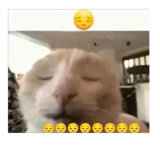 🫥 cat telegram sticker
