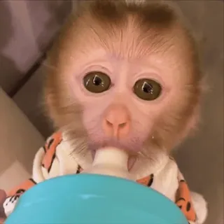 🤩 singe, bébé animal, mignon, primate, adorable, animal telegram sticker