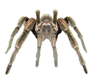 🕷 spin, vogelspin, arachnida, dier, natuur, insect telegram sticker