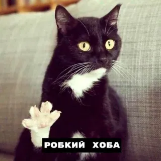 😺 РОБКИЙ ХОБА mèo, mèo đen, động vật, thú cưng, meme telegram sticker