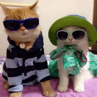 😎 gatti, occhiali da sole, animali, animali domestici, moda, stile, carino telegram sticker