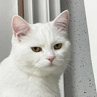 😒 kat, witte kat, dier, huisdier, huiskat telegram sticker