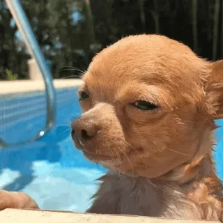 🔥 Hund, Chihuahua, Pool, Lustig, Meme, Tier telegram sticker