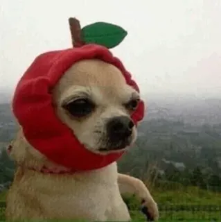 🕷 Hund, Chihuahua, Apfelhut, Tier, süß, Haustier telegram sticker