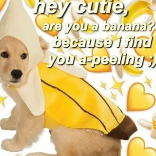 ❤️ hey cutie,
are you a banana?
because i find
you a peeling; chien, banane, mignon, jeu de mots, mème, animal, drôle, autocollant telegram sticker