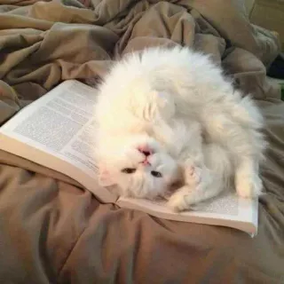 🎨 猫, 子猫, 本, 読書, 動物, ペット, 白猫, ふわふわ telegram sticker