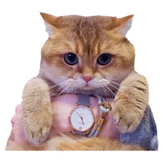 ⏱ cat, watch, animal, cute, pet, domestic animal, feline, kitten telegram sticker