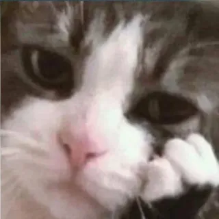 😕 kucing, hewan peliharaan, hewan, kucing domestik, mamalia, felin telegram sticker