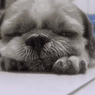 😴 chien, dormir, mignon, animal de compagnie, shih tzu telegram sticker