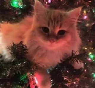 🤩 cat, christmas, animal, pet, tree, holiday telegram sticker
