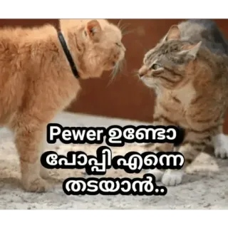 Cat Malayalam @sticker_pack_channel — @stckrRobot telegram stickers