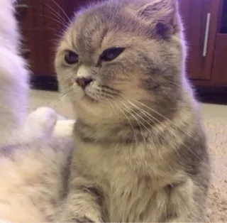 🐱 kat, schattig, huisdier, dier, huiskat, scottish fold telegram sticker