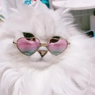 🐱 gato, animal de estimação, animal, óculos de sol, óculos de coração, fofo, gato branco telegram sticker