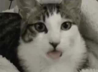 😝 gatto, animale domestico, animale, mammifero, gatto domestico, carino telegram sticker