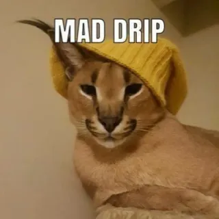 🐱 MAD DRIP Katze, Floppa, Drip, Meme, Hut, Lustig telegram sticker